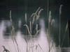 DSC00015.jpg